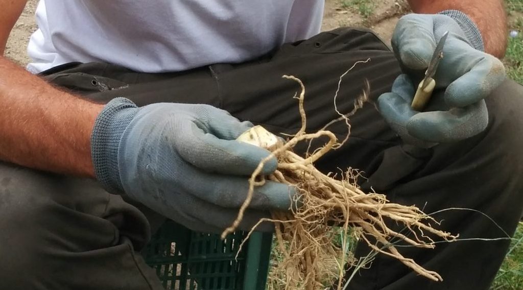 Società agricola Il Cicaleto s.s.